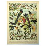 Gravure ancienne 1897 - Oiseaux 2, espèces, paradisier