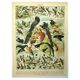 Antique engraving 1897 - Birds 2, species, bird of paradise