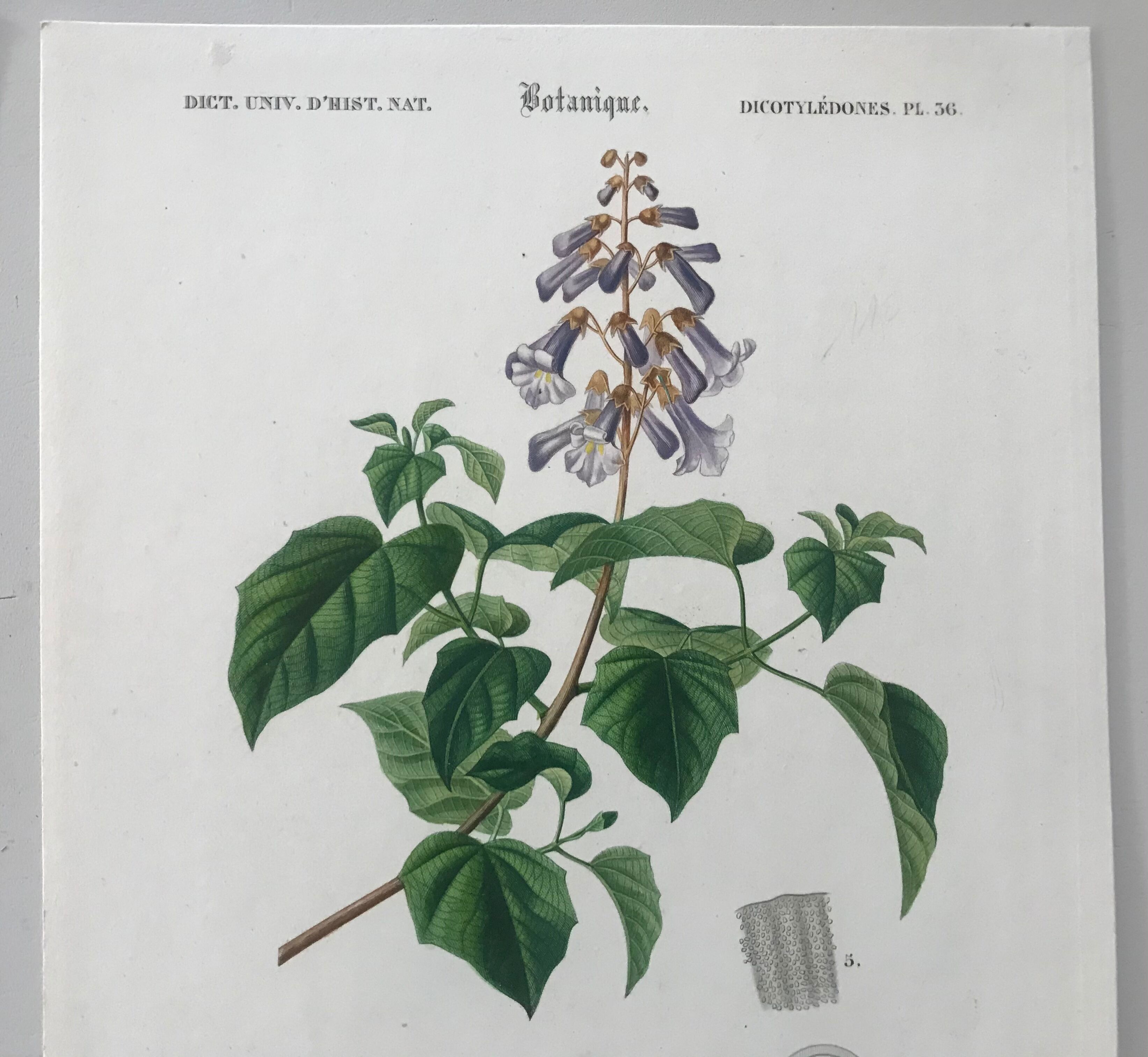 Trio of botanical engravings 19th century