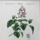 Trio of botanical engravings 19th century