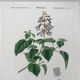 Trio of botanical engravings 19th century