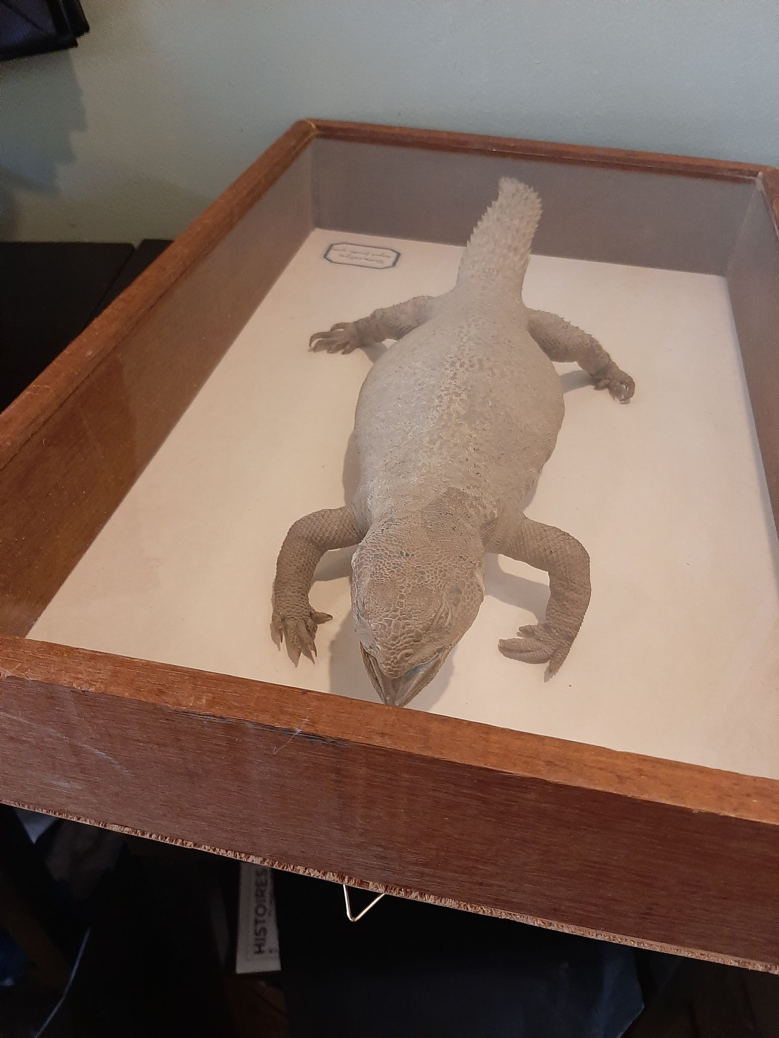 naturalized tail-whip lizard