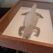 naturalized tail-whip lizard