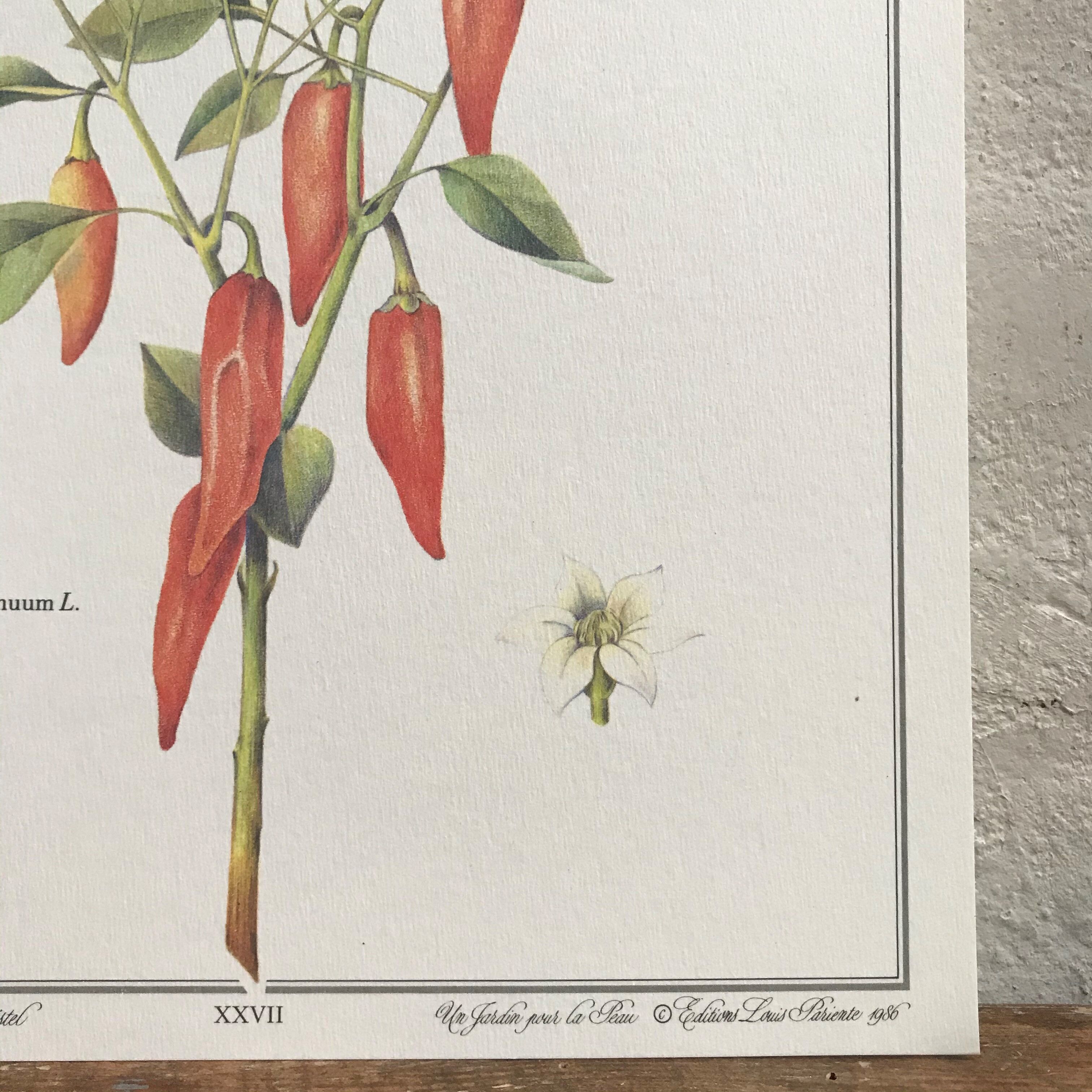 Botanical board the Sweet Pepper