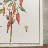 Planche botanique le Piment doux