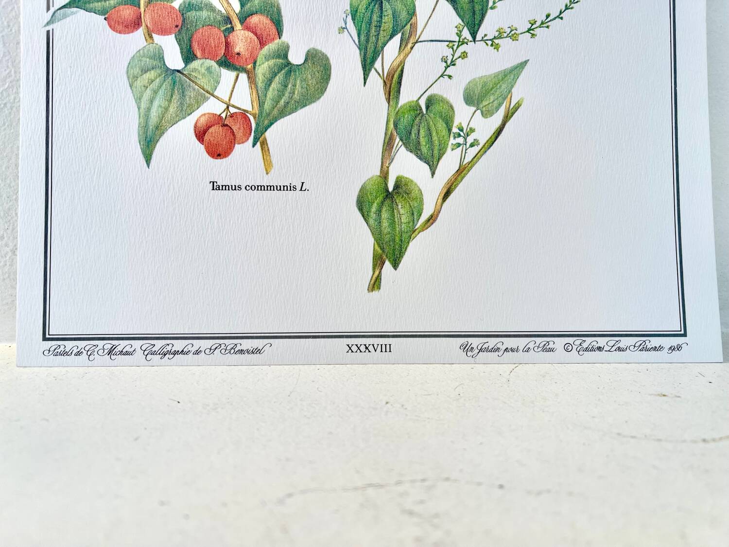 Planche botanique – Tamier (Tamus communis L.) – Louis Pariente, 1986