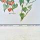 Planche botanique – Tamier (Tamus communis L.) – Louis Pariente, 1986