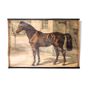 Affiche cheval