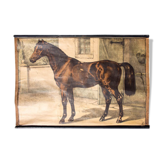 Affiche "cheval"  lithographie Karl Jansky Böhmen 1897