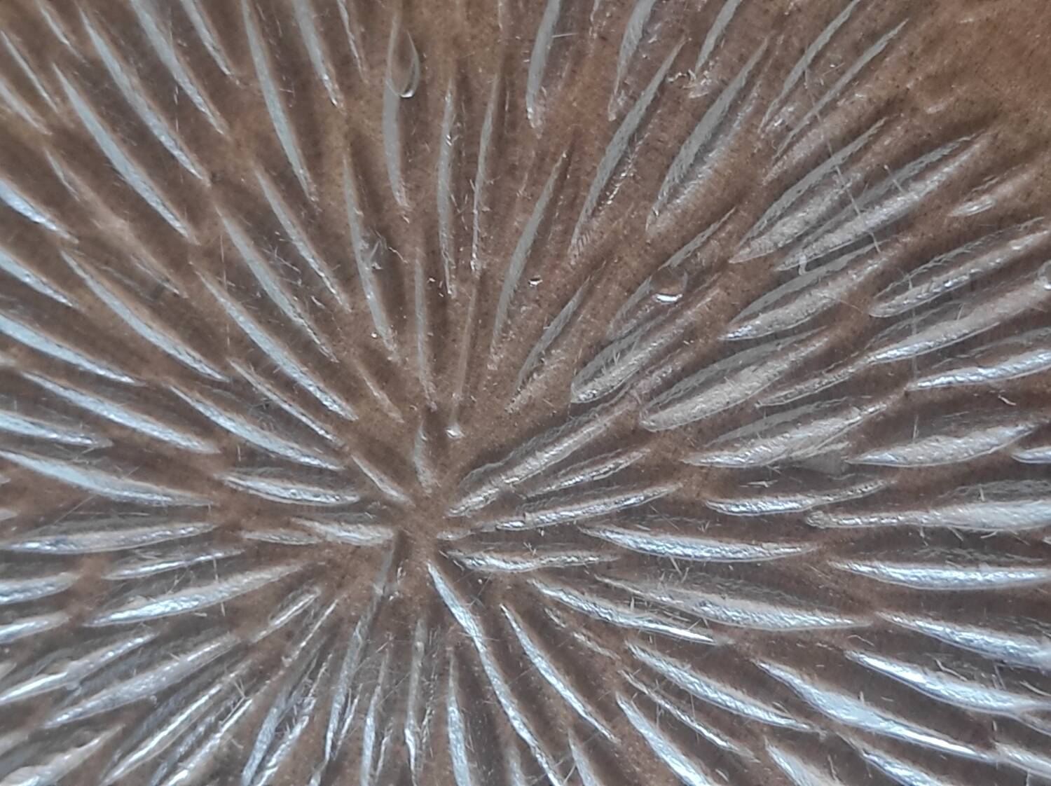 Set of 5 'Flowers' transparent plates by Arcoroc