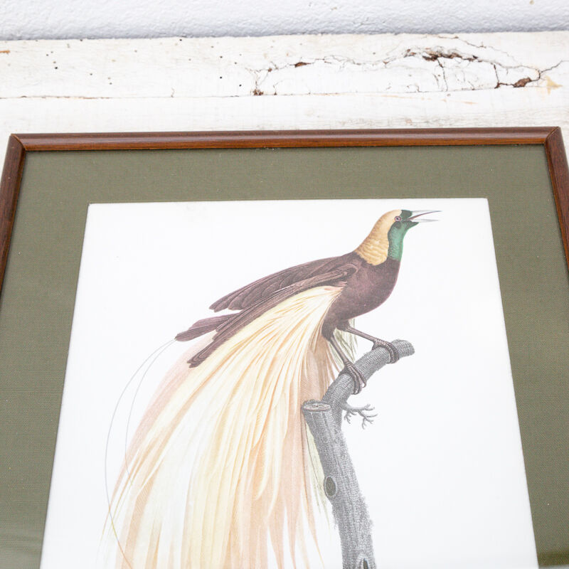 Engraving bird of paradise parrot jacques barraband