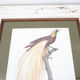 Engraving bird of paradise parrot jacques barraband