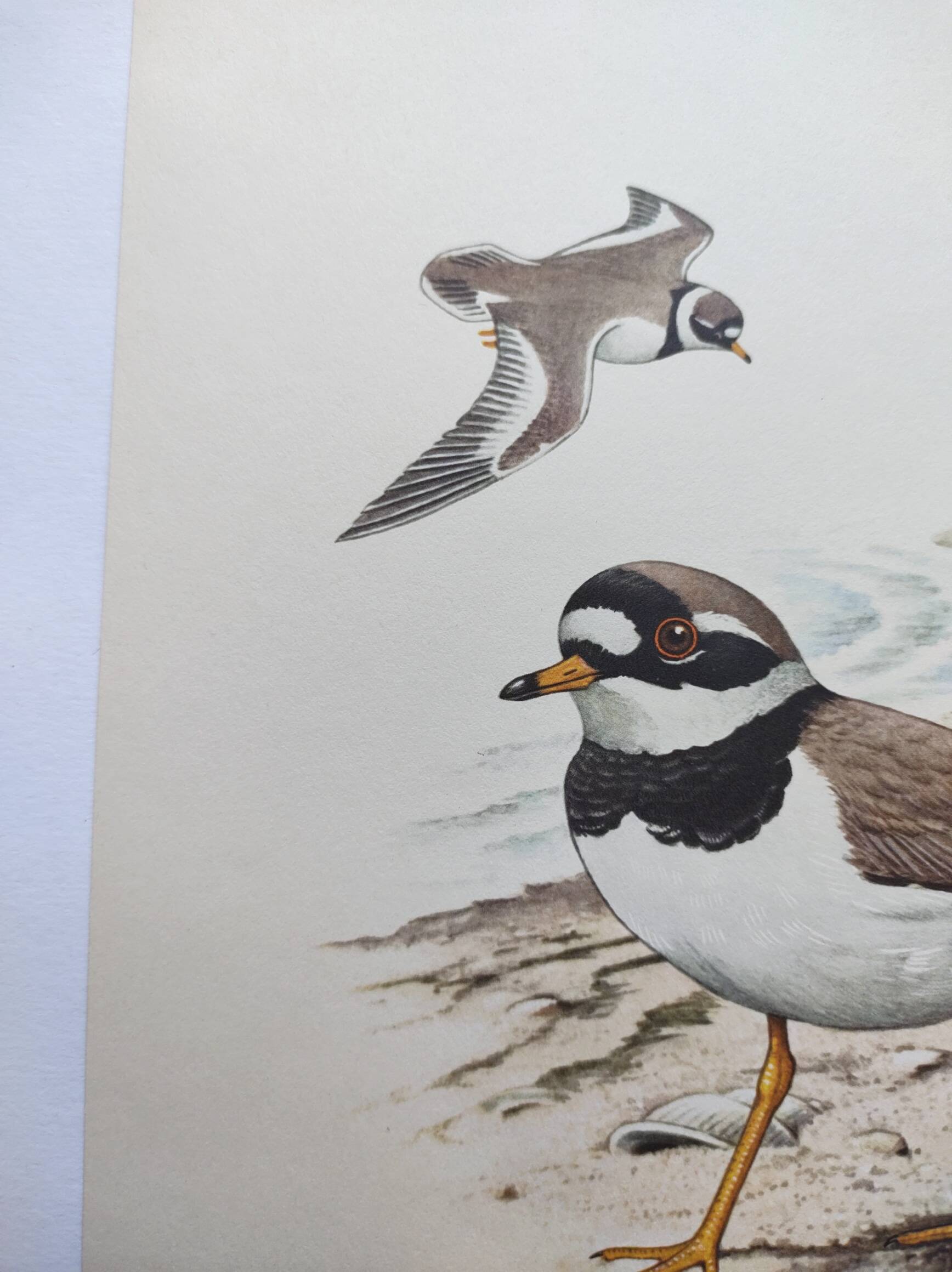 Old vintage bird board from the 60s - Great Ringed Plover - Ornithological illustration