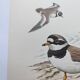 Old vintage bird board from the 60s - Great Ringed Plover - Ornithological illustration