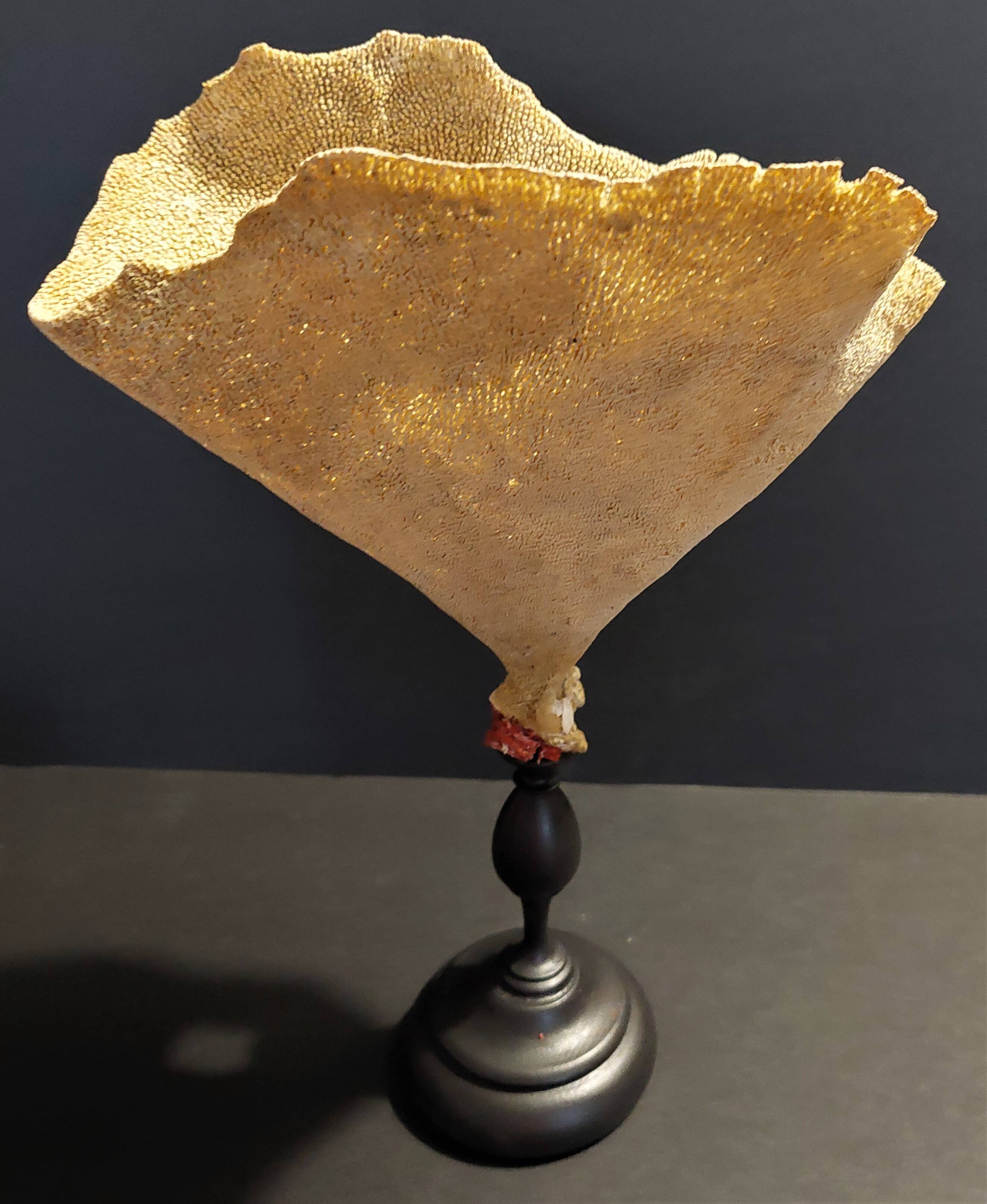 Cabinet of Curiosities sponge cut carteriospongia foliascens on base