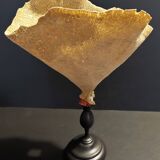 Cabinet of Curiosities sponge cut carteriospongia foliascens on base