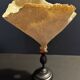Cabinet of Curiosities sponge cut carteriospongia foliascens on base
