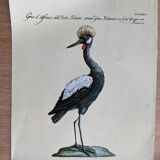7 bird illustrations