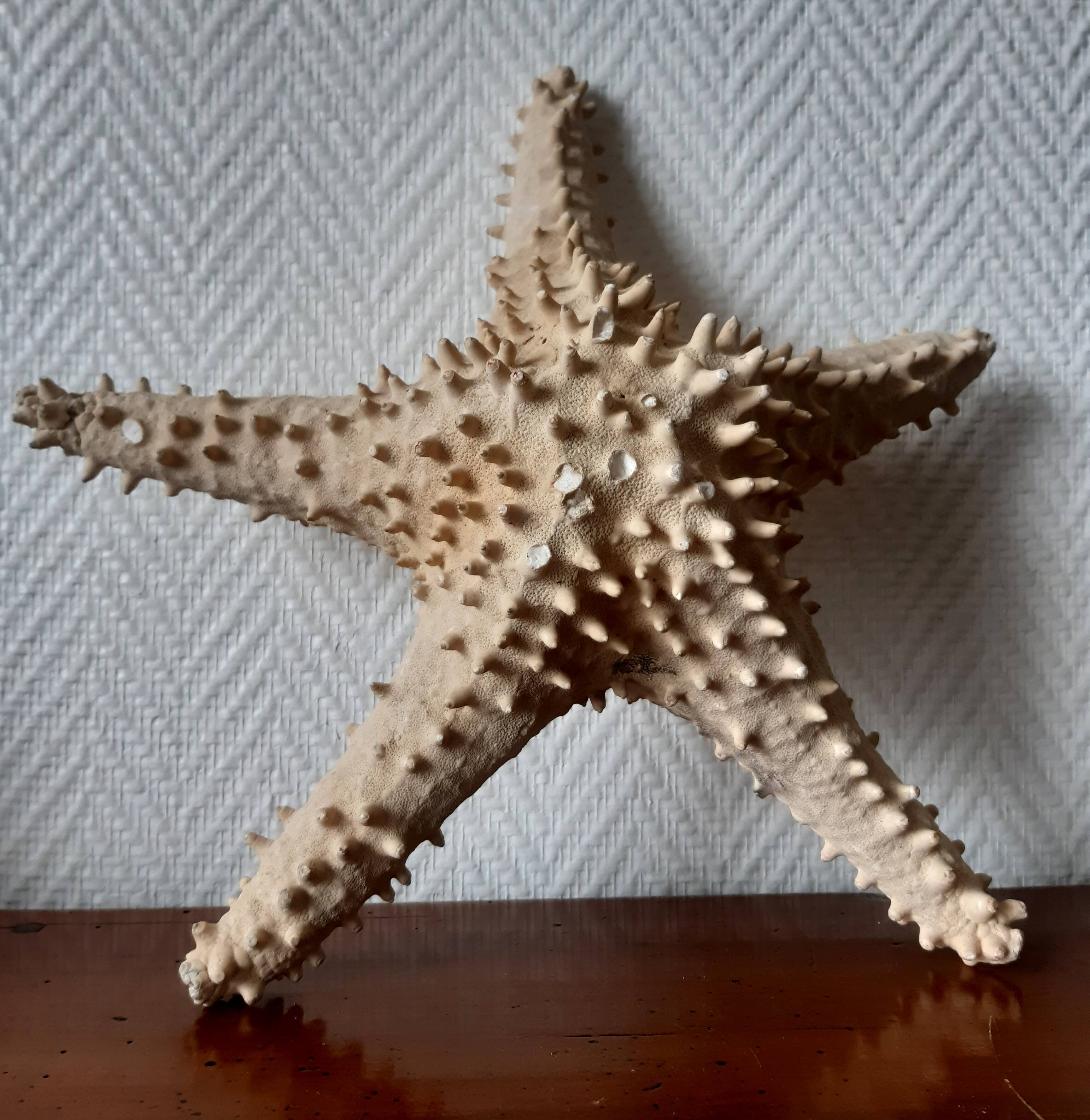 Starfish cabinet of curiosities 33 cm