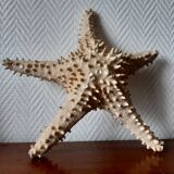 Starfish cabinet of curiosities 33 cm