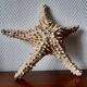 Starfish cabinet of curiosities 33 cm