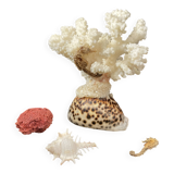 Curiosités marines (Coraïl, hippocampes, coquillages)