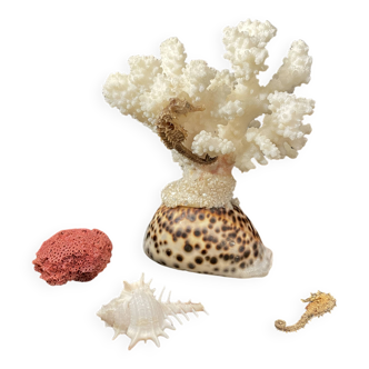 Marine curiosities (coral, seahorses, shells)