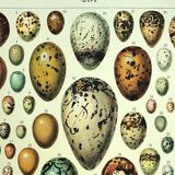 Antique engraving 1928 - Eggs by A. Millot - vintage zoological plate
