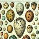 Antique engraving 1928 - Eggs by A. Millot - vintage zoological plate