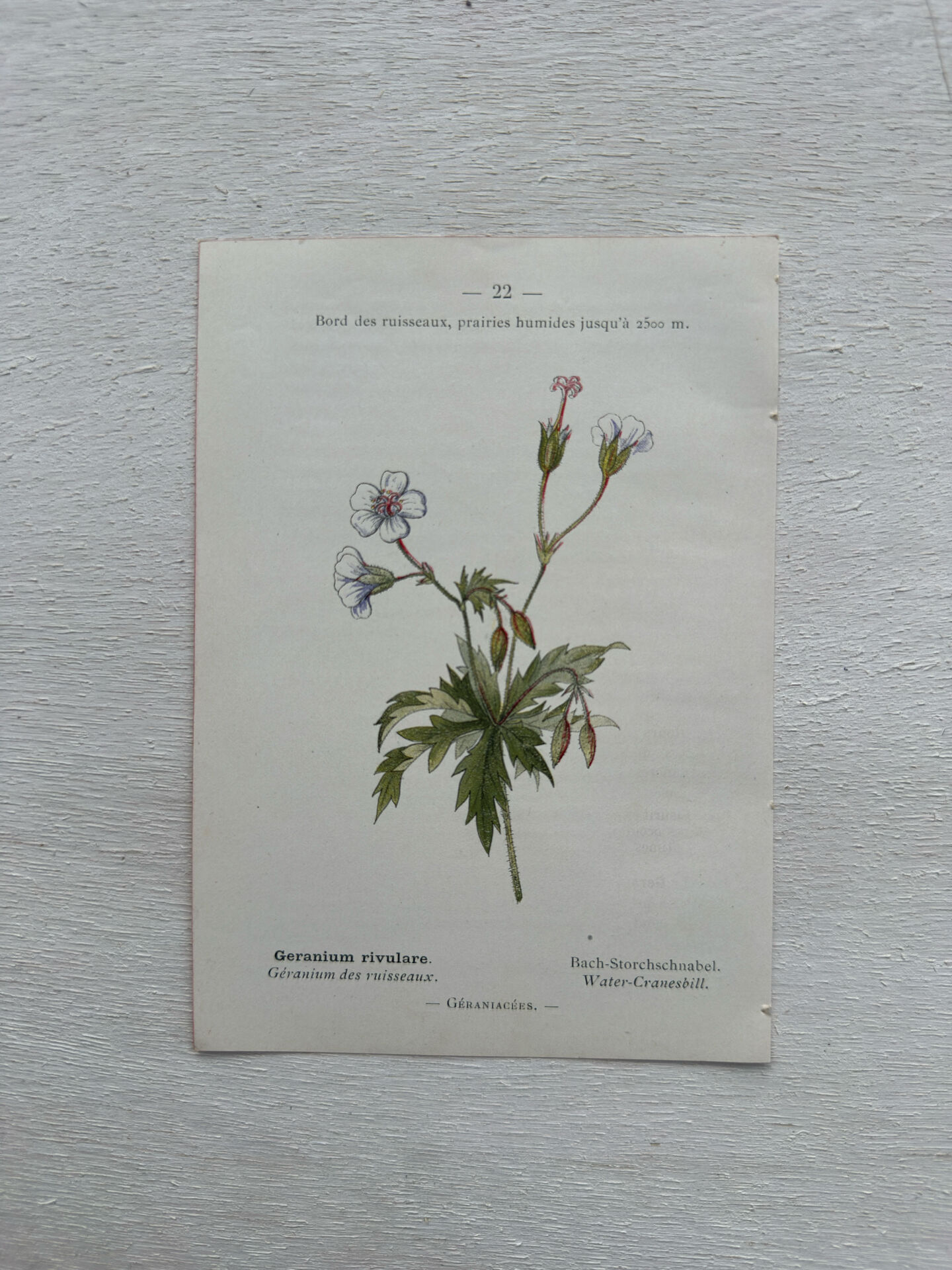 Botanical Plate 1800 Old naturalist engraving 19th century double-sided
