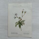 Botanical Plate 1800 Old naturalist engraving 19th century double-sided