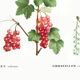 Botanical poster on the red currant, based on an engraving from 1802.