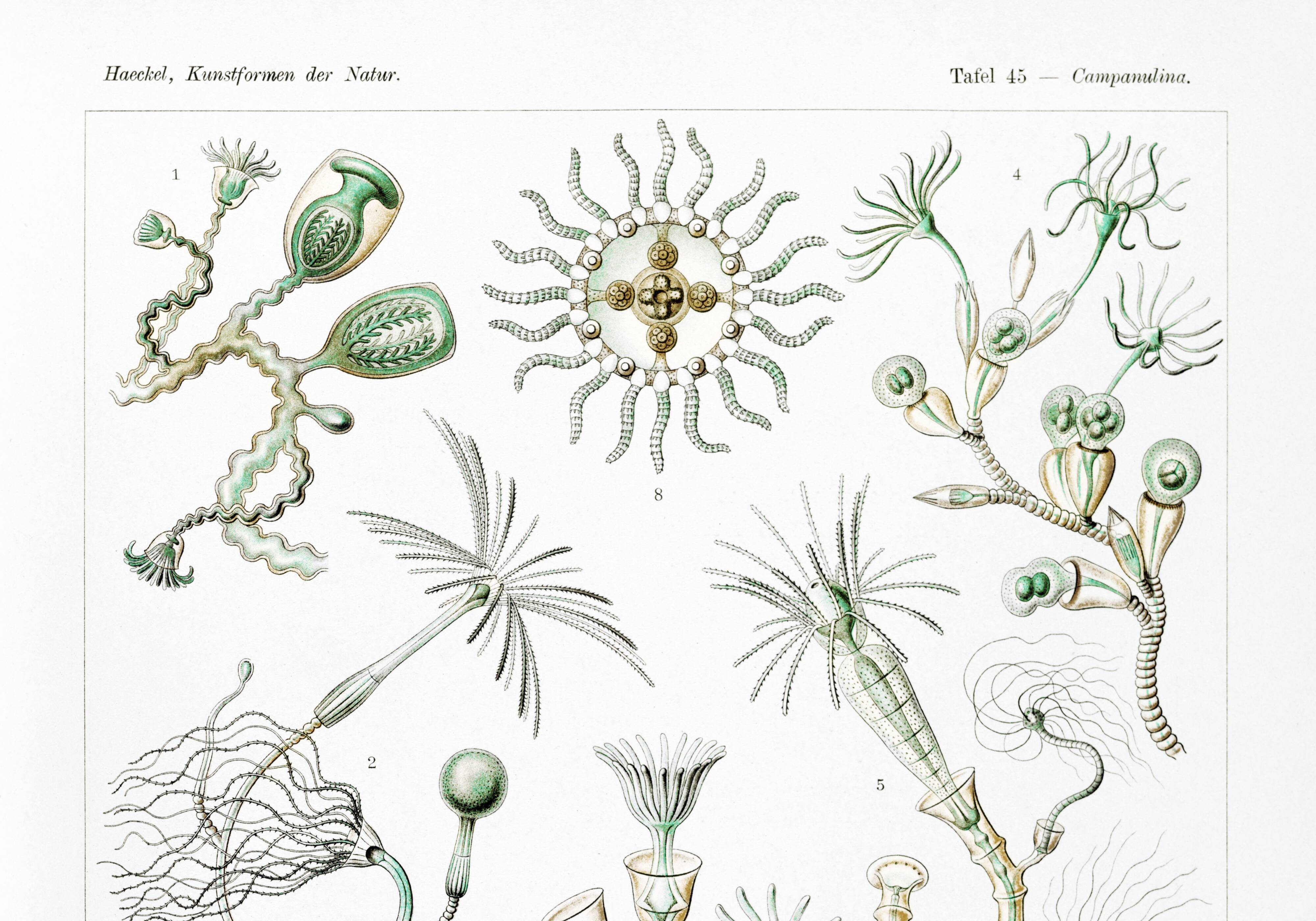 Poster about marine organisms, based on an old lithograph