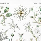 Poster about marine organisms, based on an old lithograph