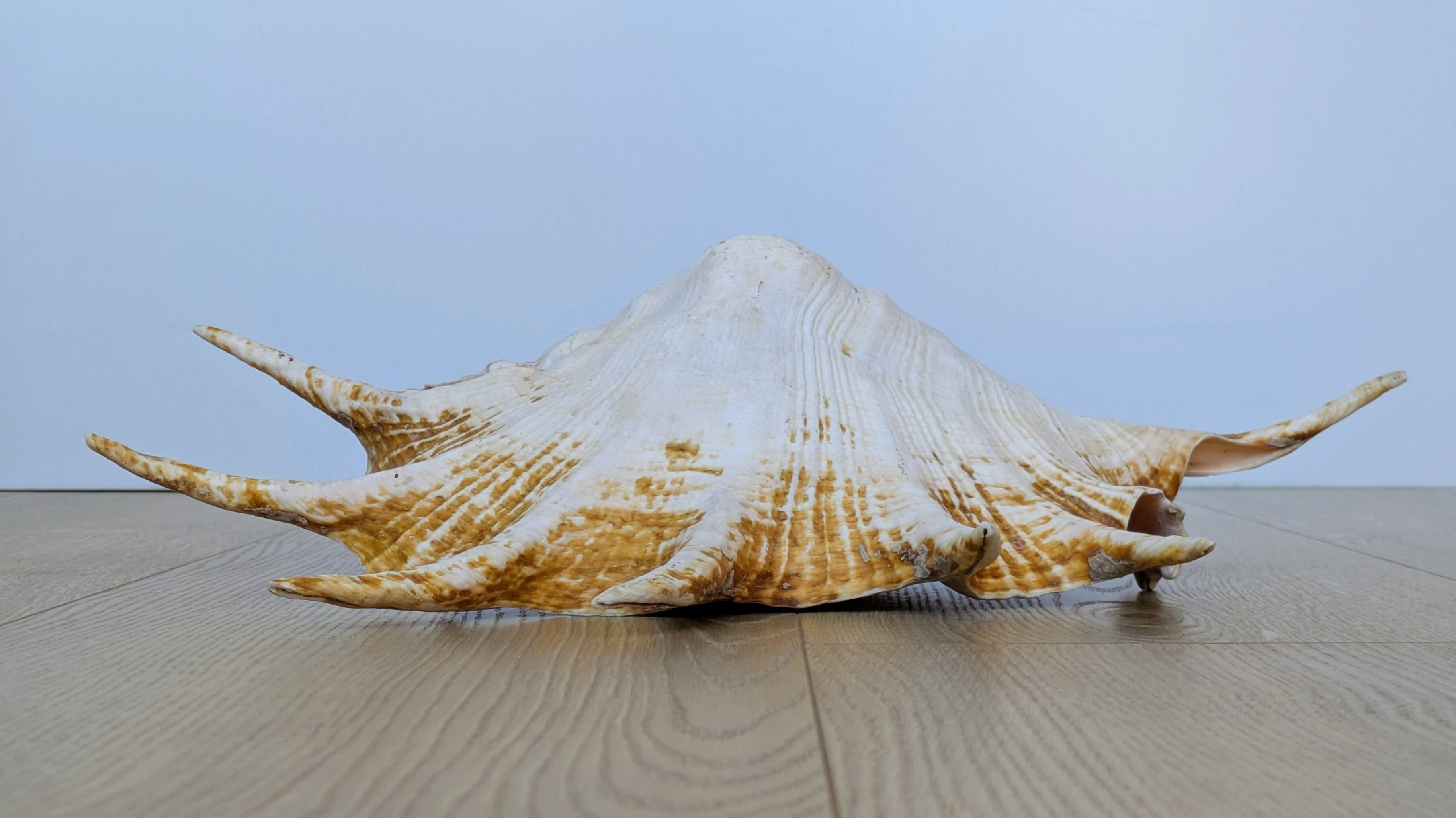 Great Shell – Giant Scallop Lambis truncata - Exceptional 37 cm