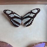 Frame of naturalized butterflies