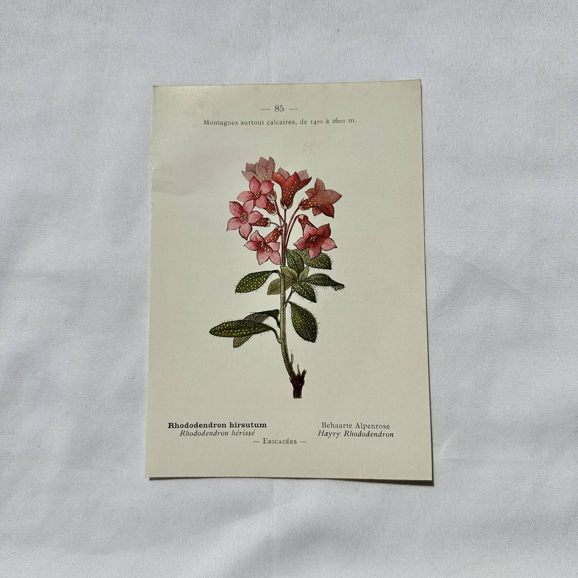 Botanical engraving 1800 France ancient naturalist work double-sided