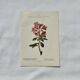Botanical engraving 1800 France ancient naturalist work double-sided