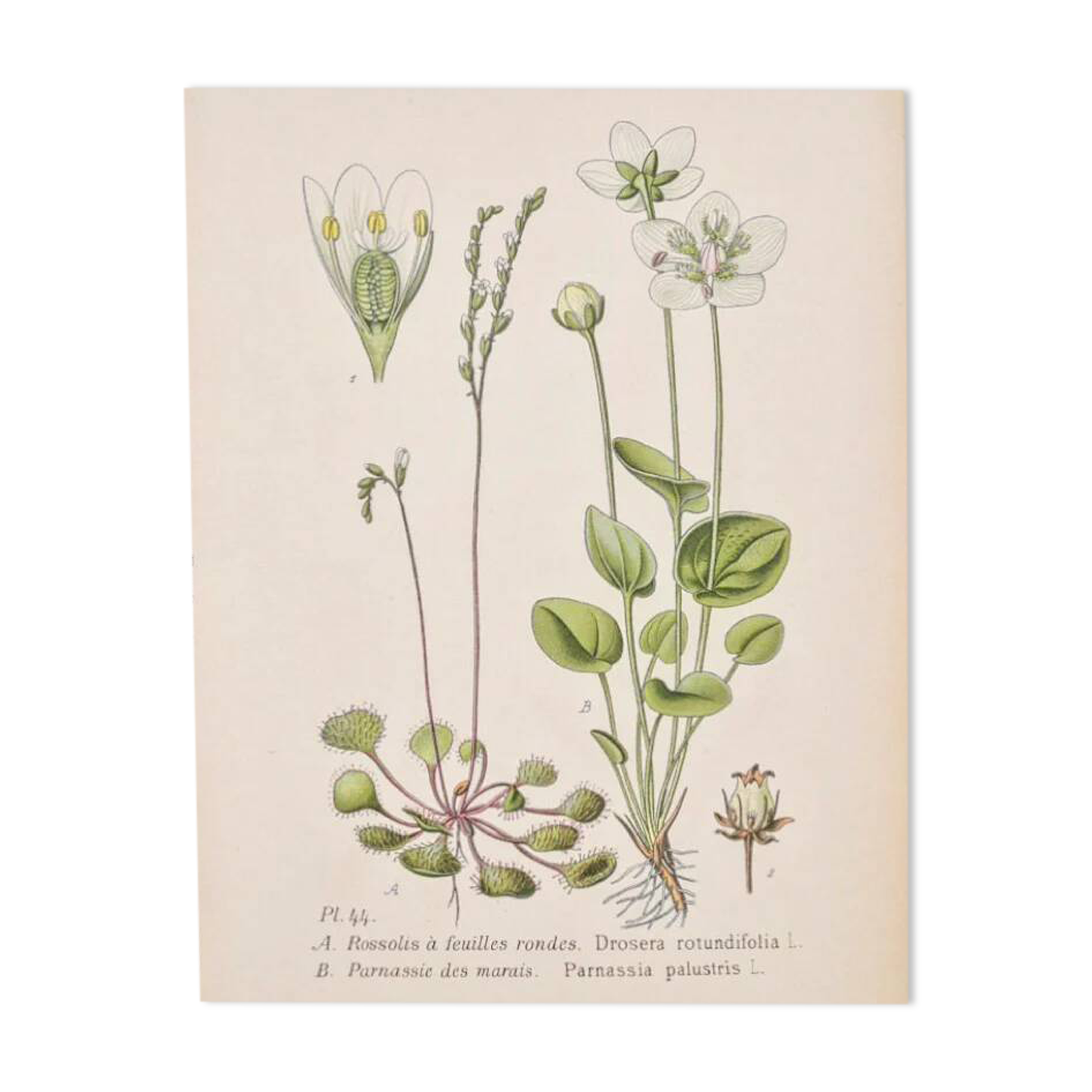 Old botanical plates in colour of Round-leaved Rossolis
