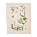 Old botanical plates in colour of Round-leaved Rossolis