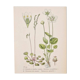 Old botanical plates in colour of Round-leaved Rossolis