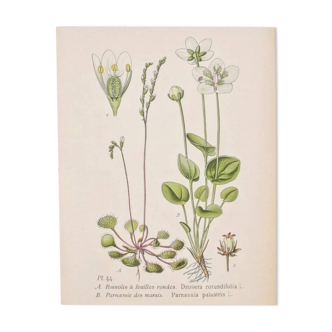 Old botanical plates in colour of Round-leaved Rossolis