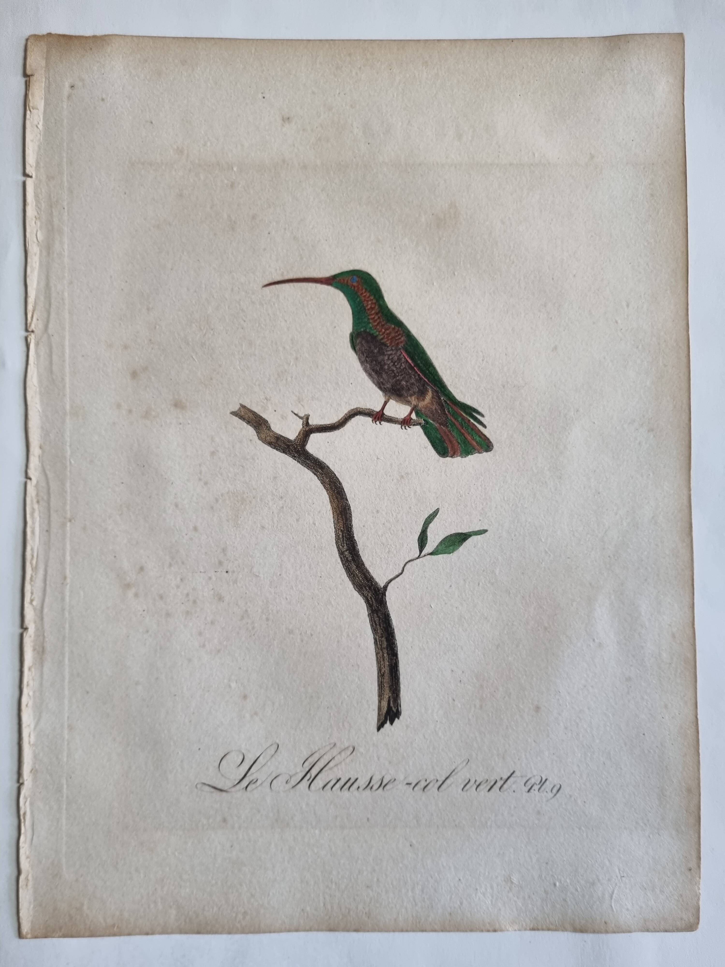 Ornithological engravings Audebert & Vieillot 1802 framed 50x40 cm