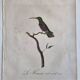 Ornithological engravings Audebert & Vieillot 1802 framed 50x40 cm