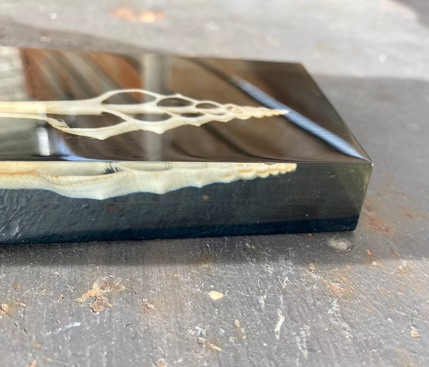 Resin paperweight with shell inclusion