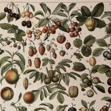 Lithograph engraving on fruits (almond) from 1897