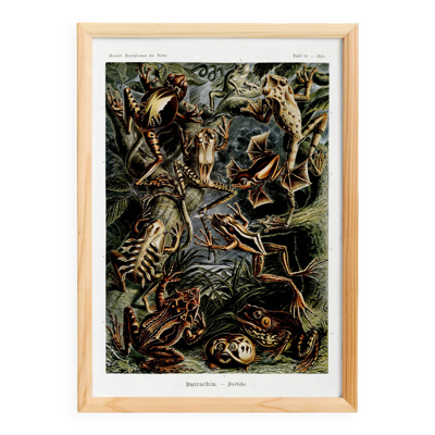 Affiche sur les grenouilles, d’après une lithographie ancienne de 1904.