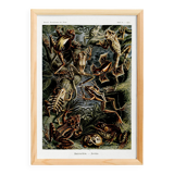 Poster about frogs, based on an old lithograph from 1904.