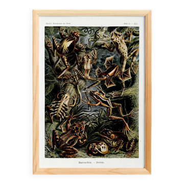 Poster about frogs, based on an old lithograph from 1904.