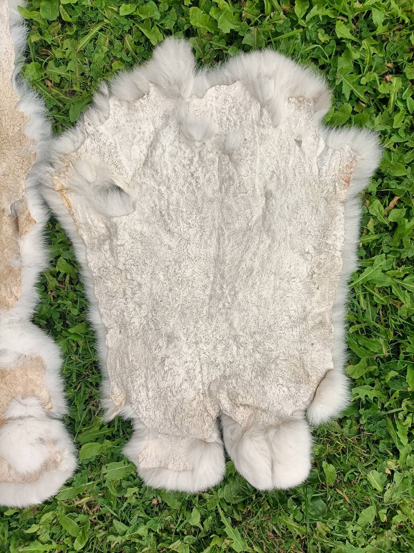 Peau de Lapin véritable